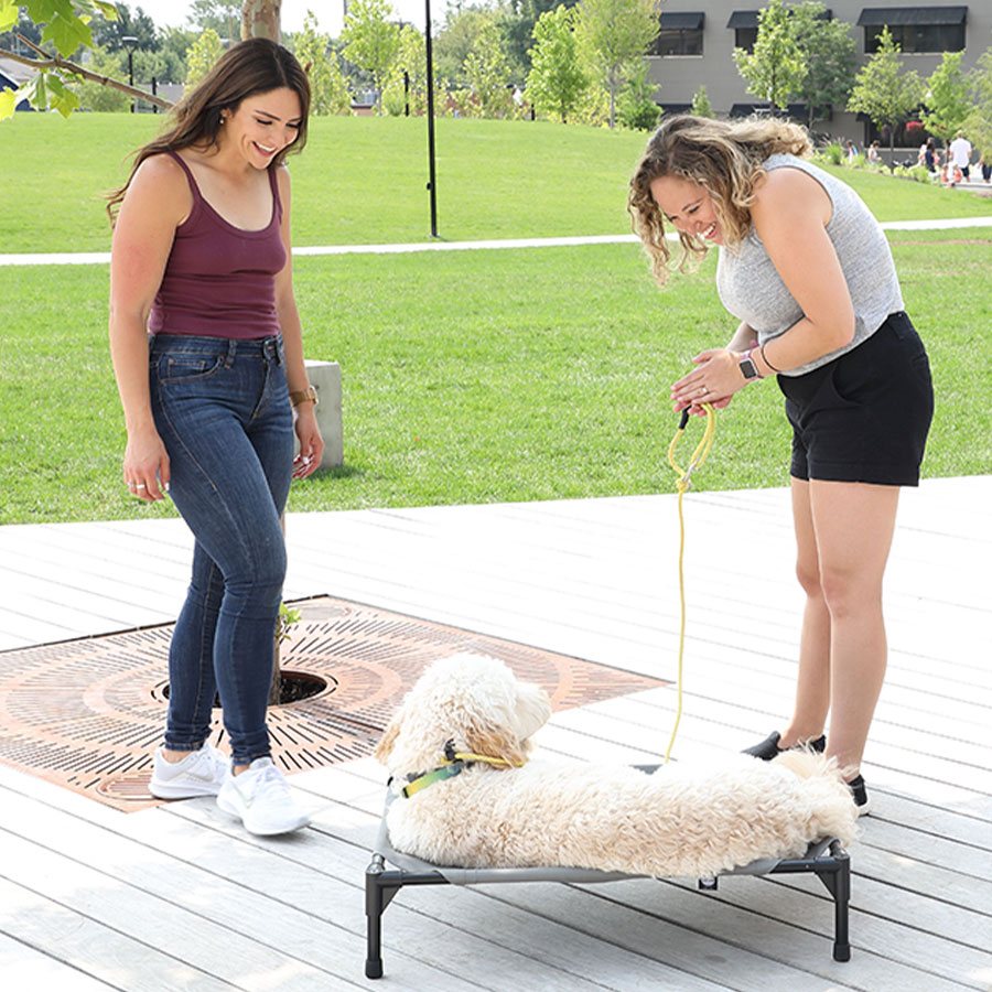 A From The Heart trainer coaching a dog on a raised place cot in the park