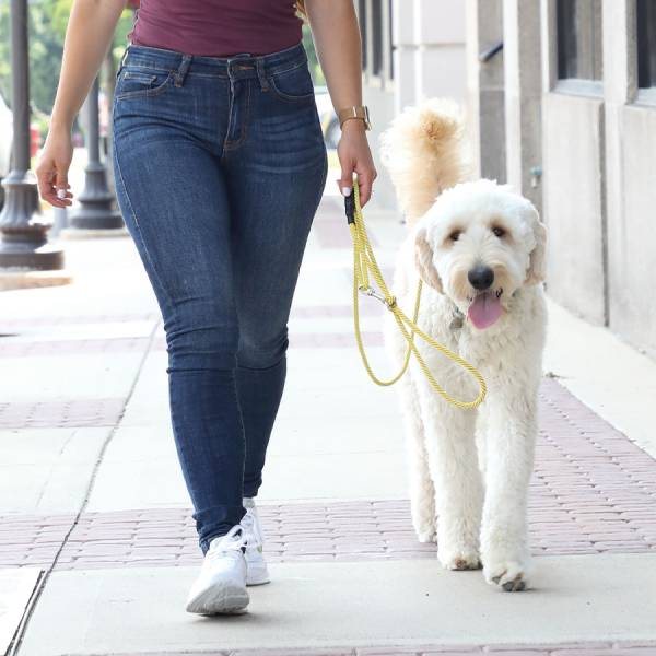 Handling a dog on leash on a city sidewalk